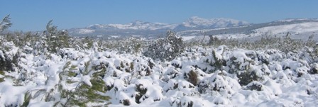 Vista Invernal del Parque Natural de la Sierra Mariola, El Montcabrer ( 1389 m.) al fondo